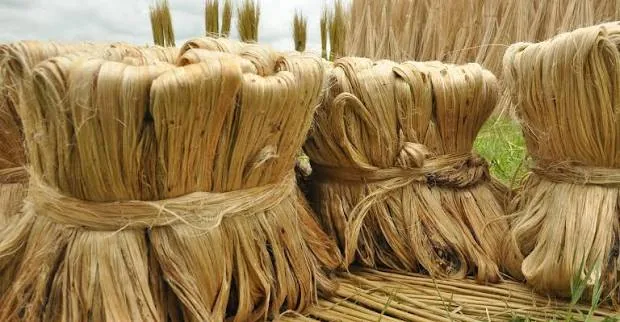 Raw Jute Fibre