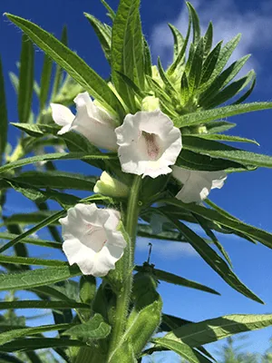 Sesame Flowers