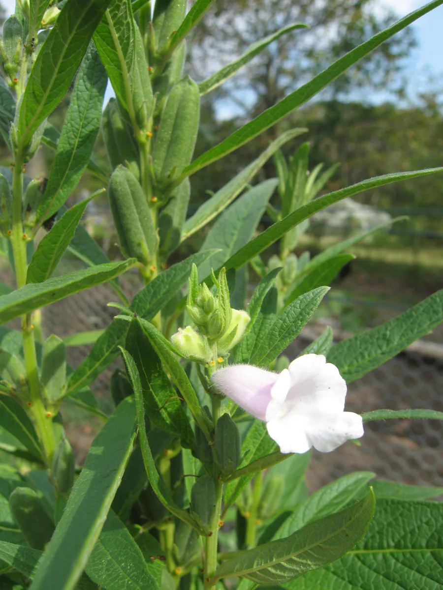 Sesame Plant in Bloom